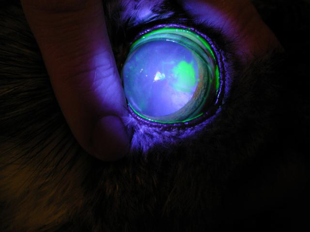 Avian Eye Health