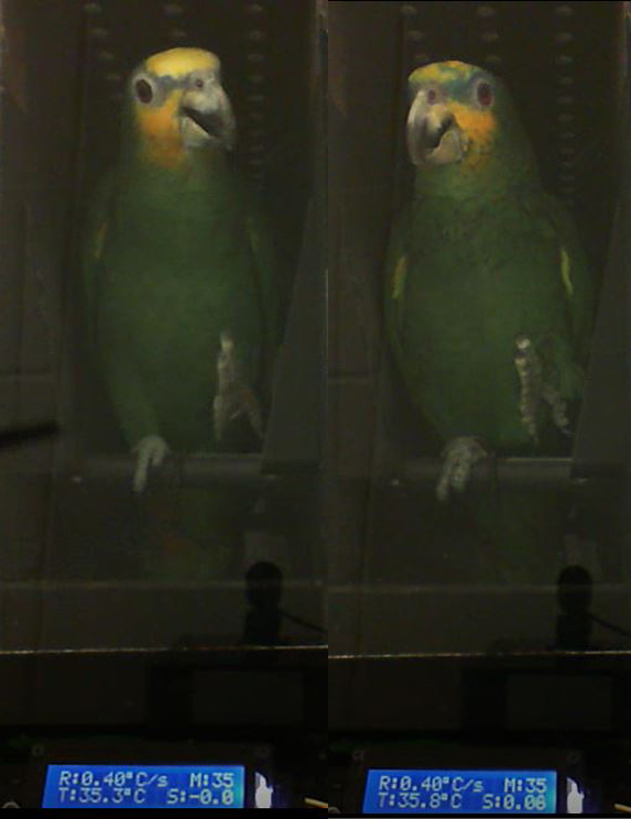 Two parrots lifting their feet, simulating the withdrawal response seen in parrots undergoing pharmacodynamic studies. Pharmacodynamic (or PD) studies are an important aspect in assessing the efficacy of analgesic drugs.