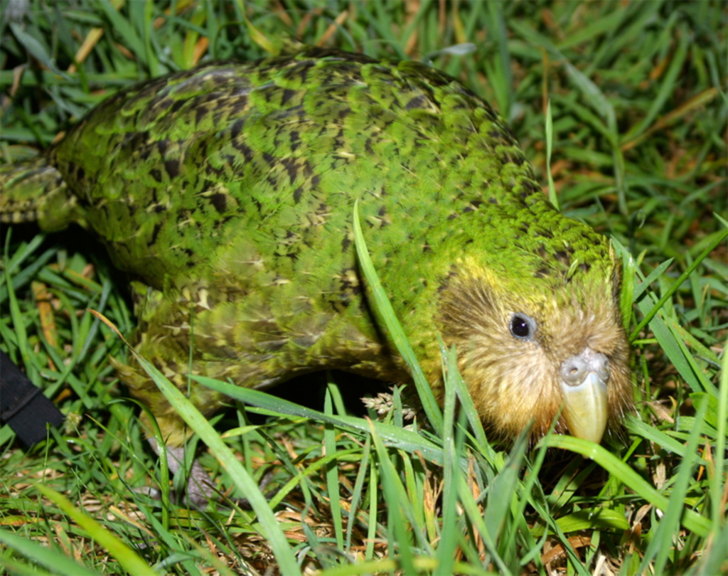 Exudative Cloacitis in Kakapo | Companion Zoological Animal Research ...