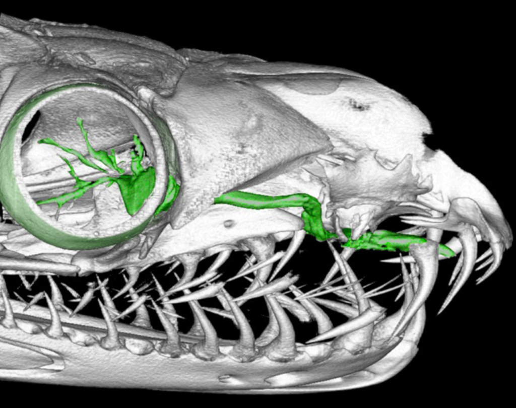 Snake Ocular Anatomy
